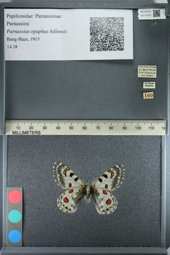 Media type: image;   Entomology 174700